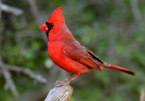 The Red Cardinal: Symbolism and Significance in American Culture